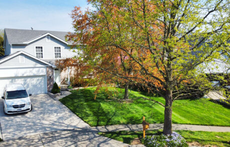 Artistic landscape lighting highlighting a mature tree and stone walkway during the evening.
